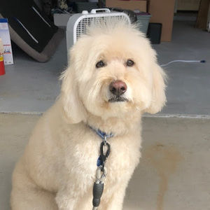 Meet your Posher, Shane